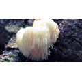 EU Certified Organic Lion's Mane Mushroom Powder Hericium Erinaceus Organic Lion's Mane Extract